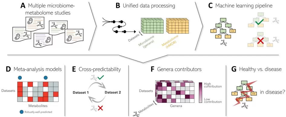 gut microbiome metabolome associations